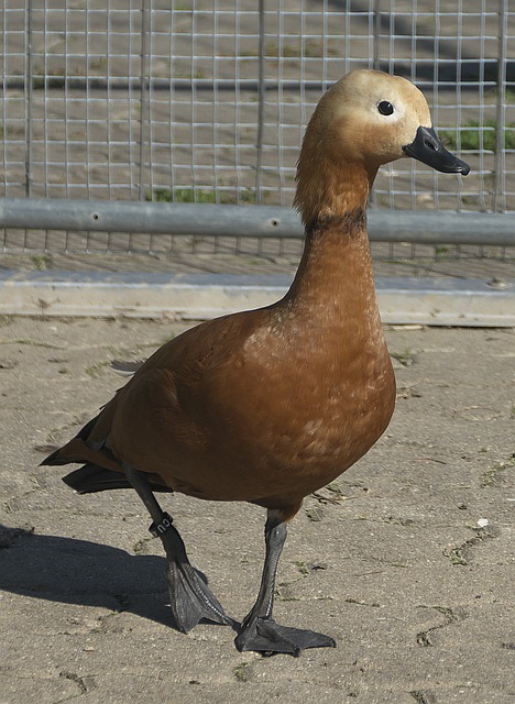 中国花样游